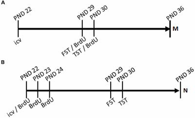 Intracerebroventricular Ghrelin Administration Increases Depressive-Like Behavior in Male Juvenile Rats